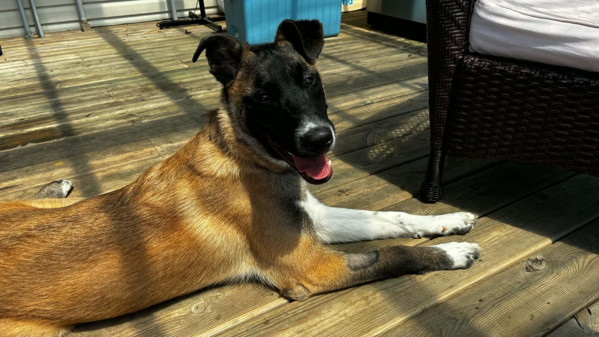 Moose, an adoptable mixed breed in Oshawa, ON image 2/3