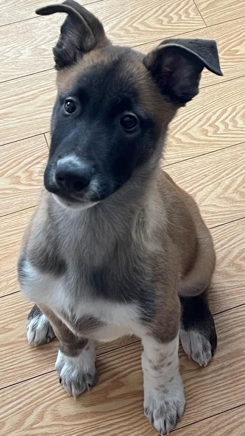 Enlarge Moose, a Adoptable mixed breed in Oshawa, ON image 1/4