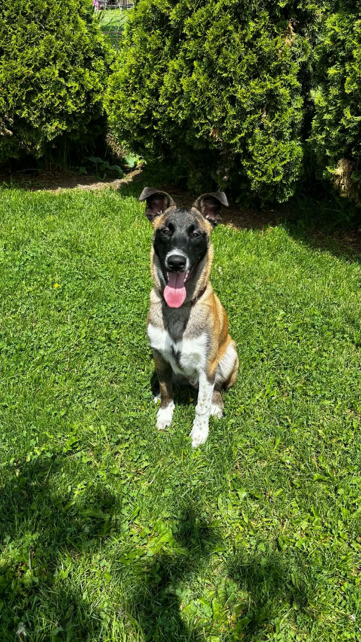 Moose, an adoptable mixed breed in Oshawa, ON image 3/3