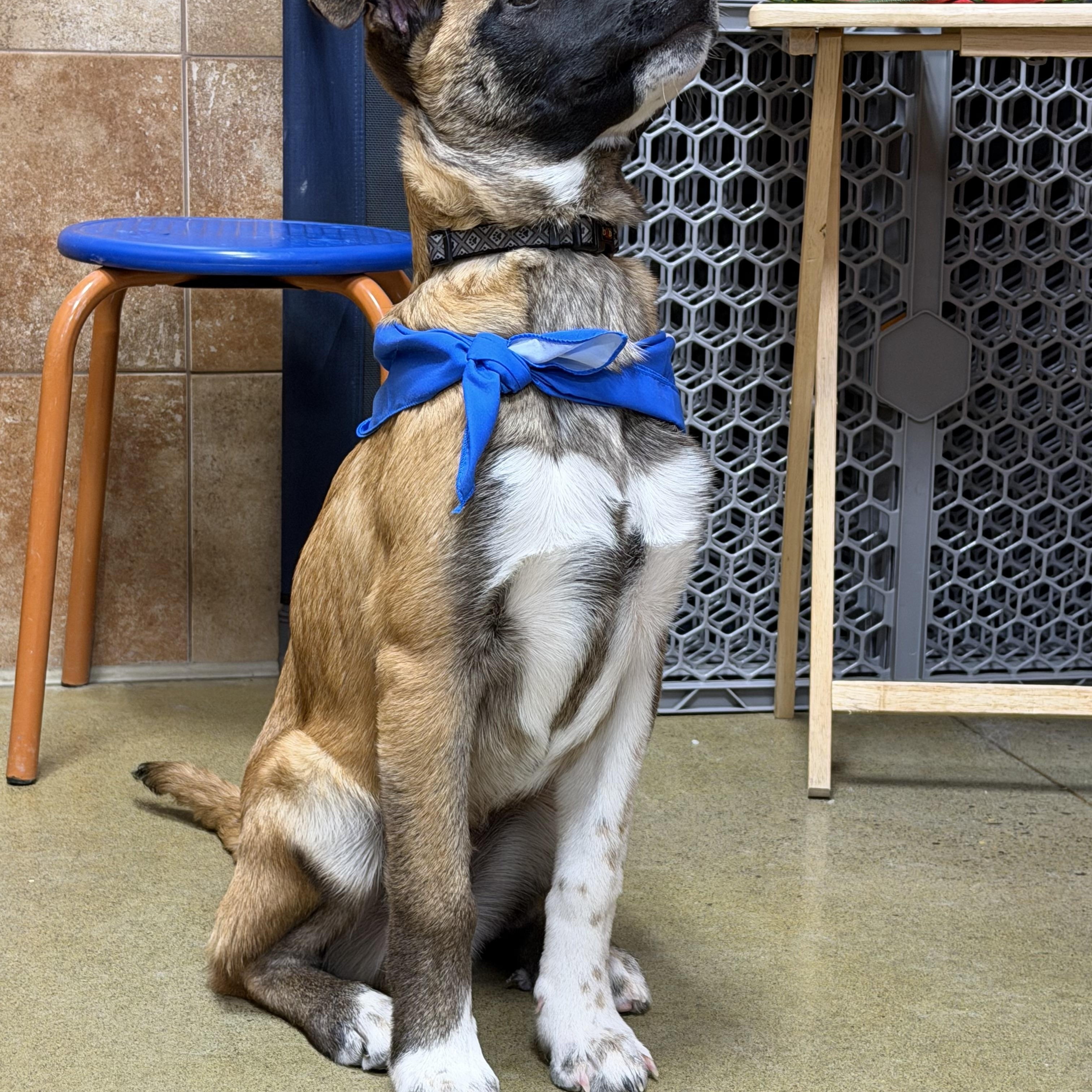 Enlarge Moose, a Adoptable mixed breed in Oshawa, ON image 2/2