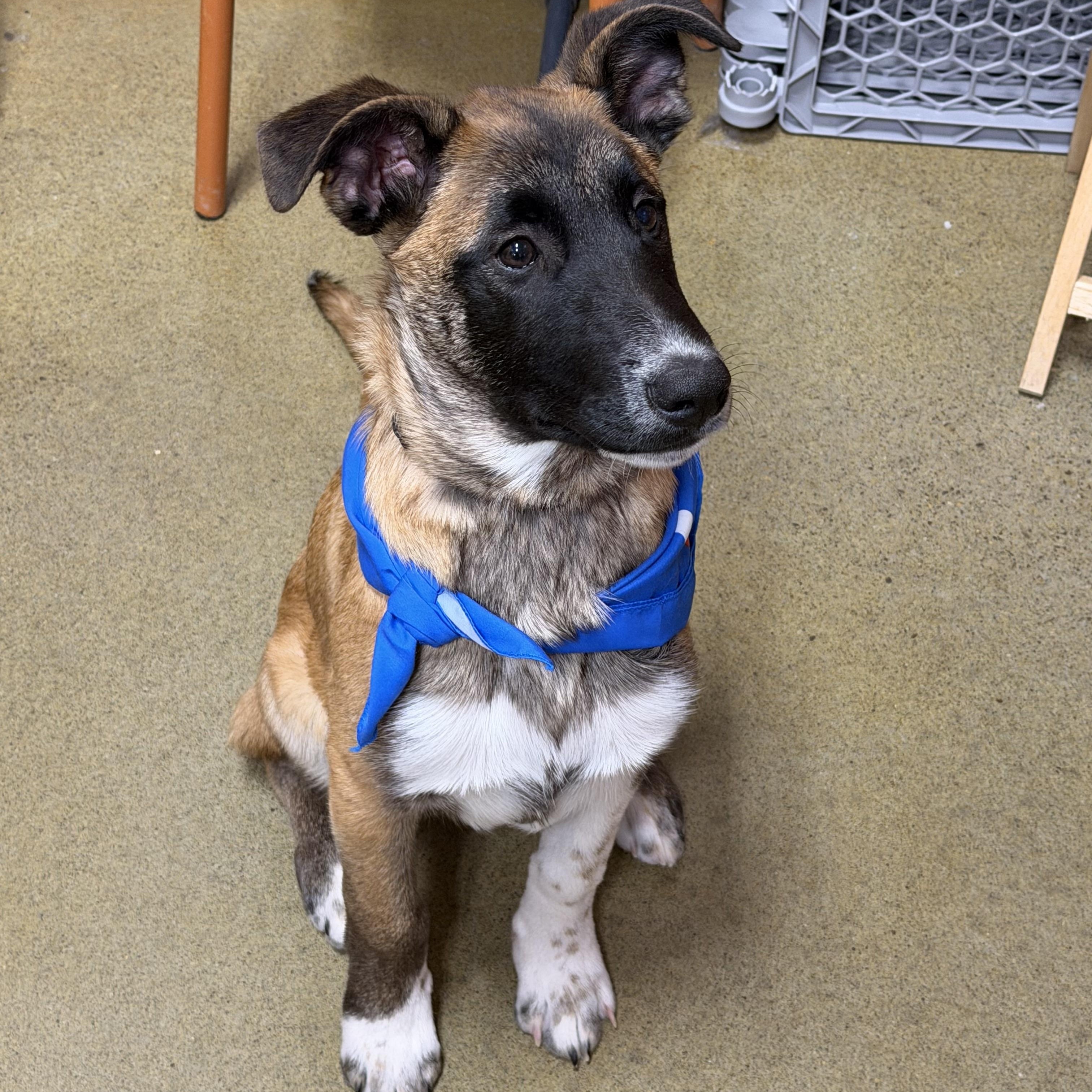 Enlarge Moose, a Adoptable mixed breed in Oshawa, ON image 1/2