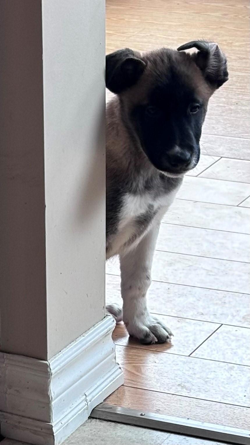 Enlarge Moose, a Adoptable mixed breed in Oshawa, ON image 4/4