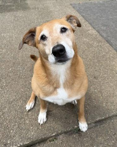 Enlarge Ryan, a Adoptable Retriever in Seattle, WA image 1/3