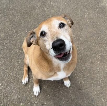 Enlarge Ryan, a Adoptable Retriever in Seattle, WA image 2/3