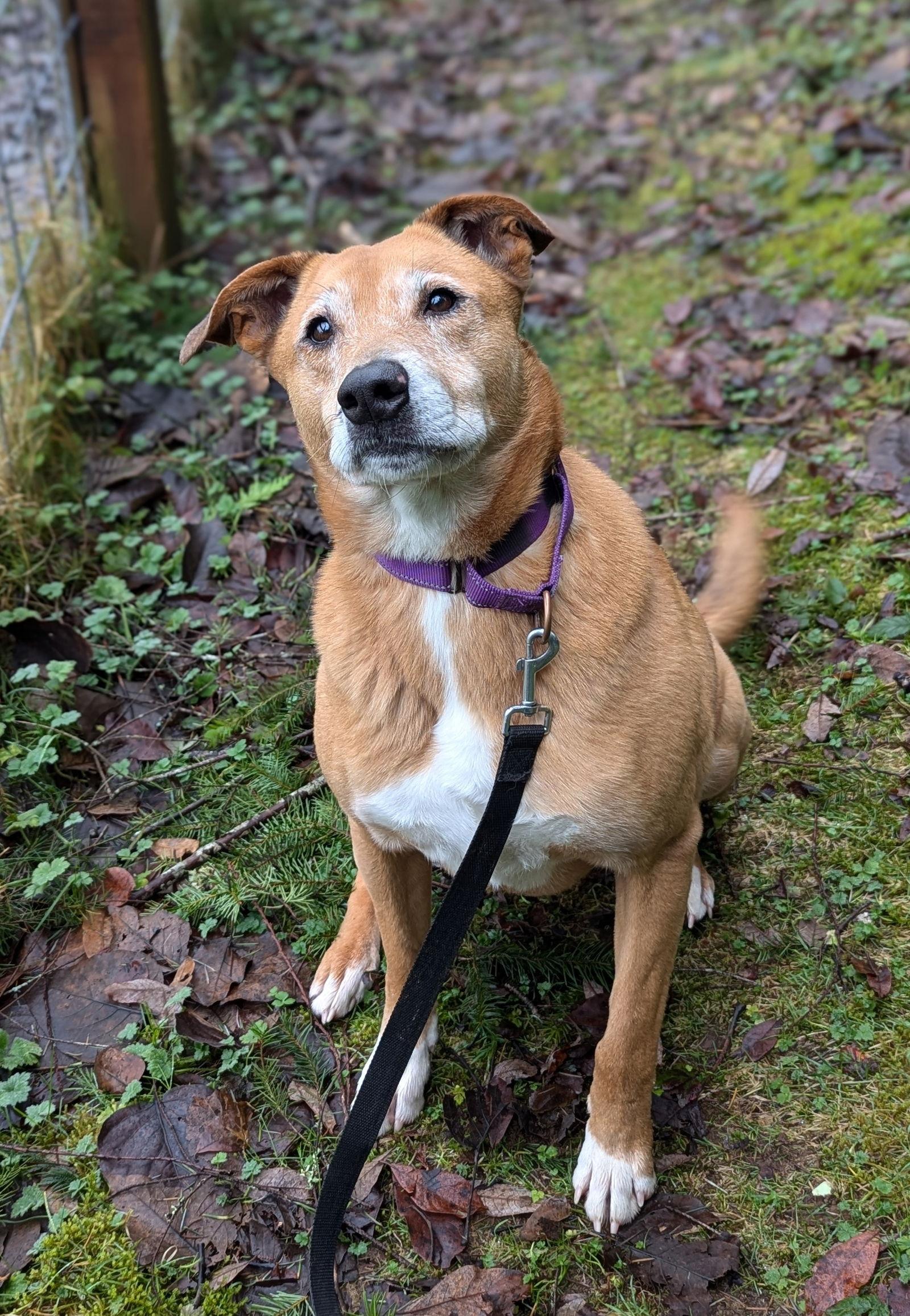 Ryan, a Adoptable Retriever in Seattle, WA image 1/2