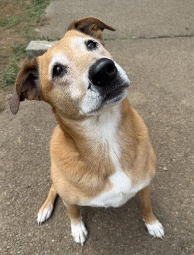 Enlarge Ryan, a Adoptable Retriever in Seattle, WA image 3/3