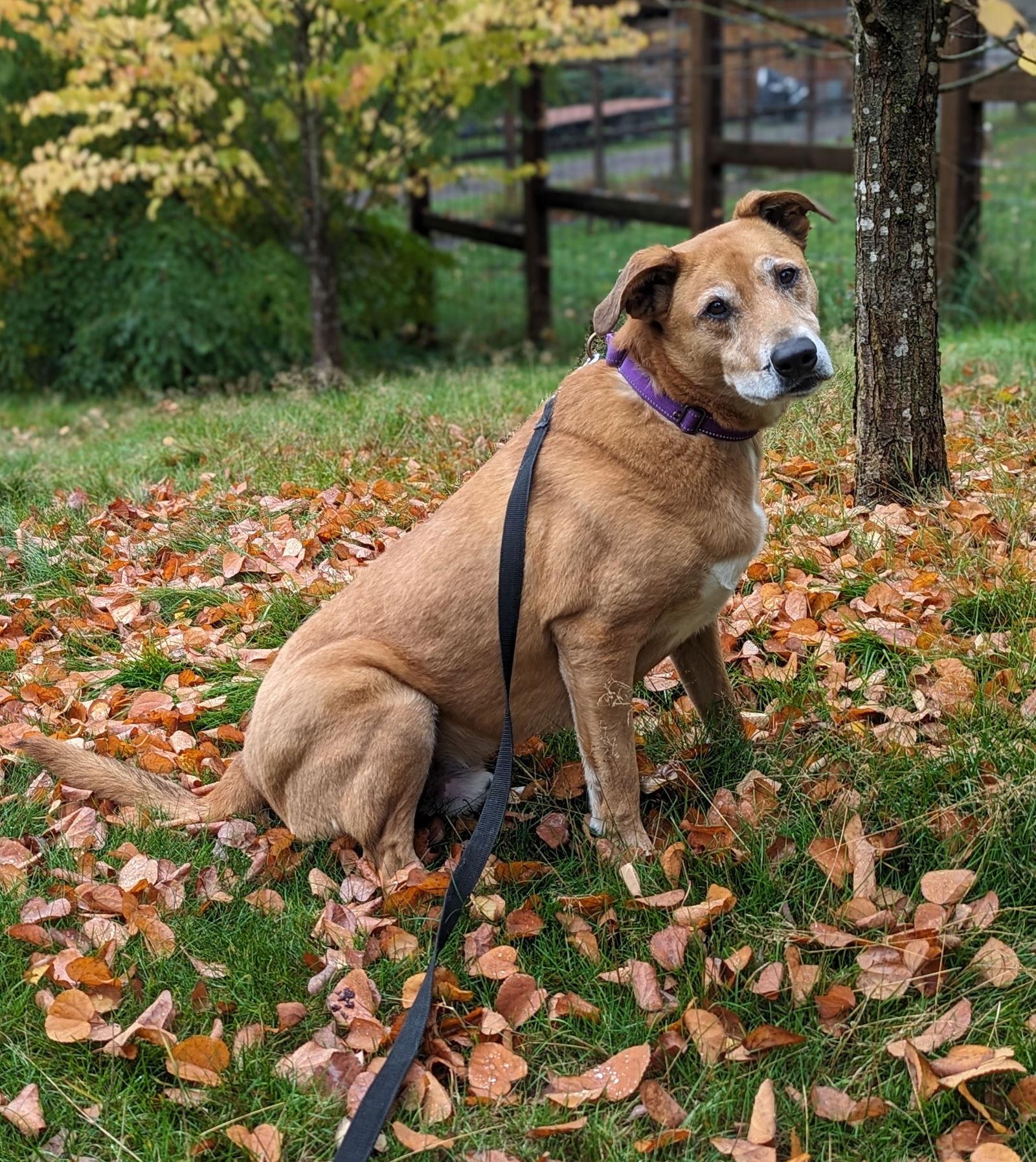 Ryan, a Adoptable Retriever in Seattle, WA image 2/2