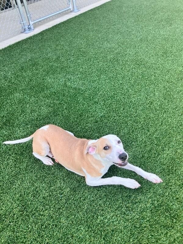 Enlarge Whisper, a Adoptable Mixed Breed in Jackson, TN image 1/5