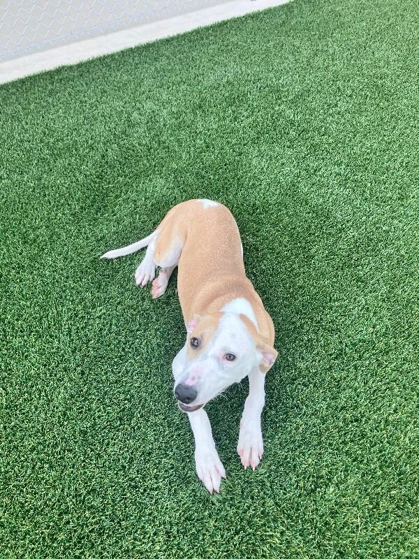 Enlarge Whisper, a Adoptable Mixed Breed in Jackson, TN image 3/5