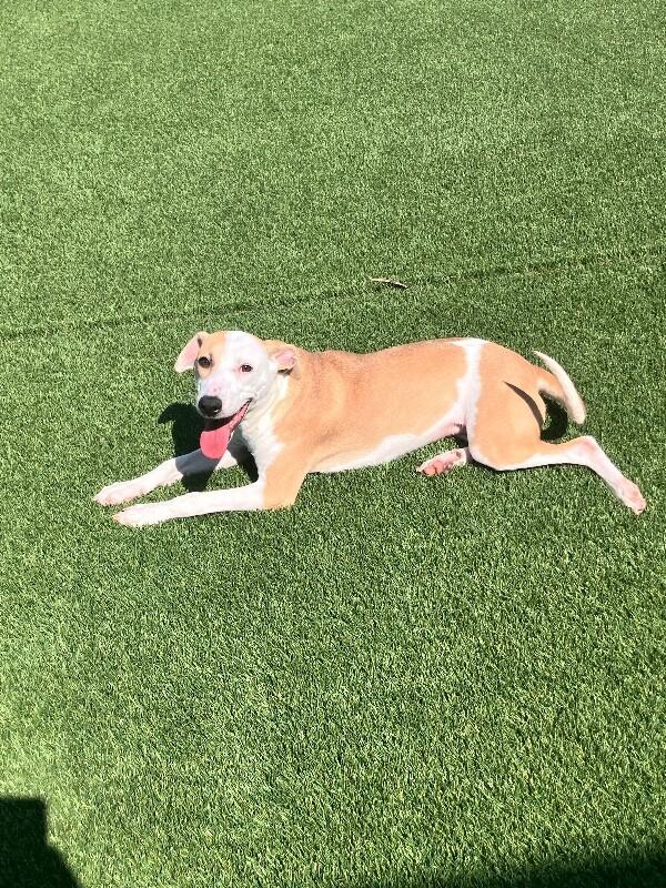 Enlarge Whisper, a Adoptable Mixed Breed in Jackson, TN image 4/5