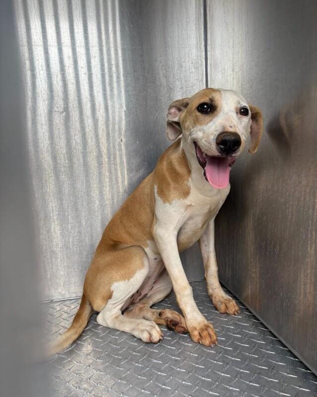 Enlarge Whisper, a Adoptable Mixed Breed in Jackson, TN image 5/5