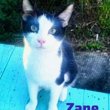 Zane — thumbnail 3