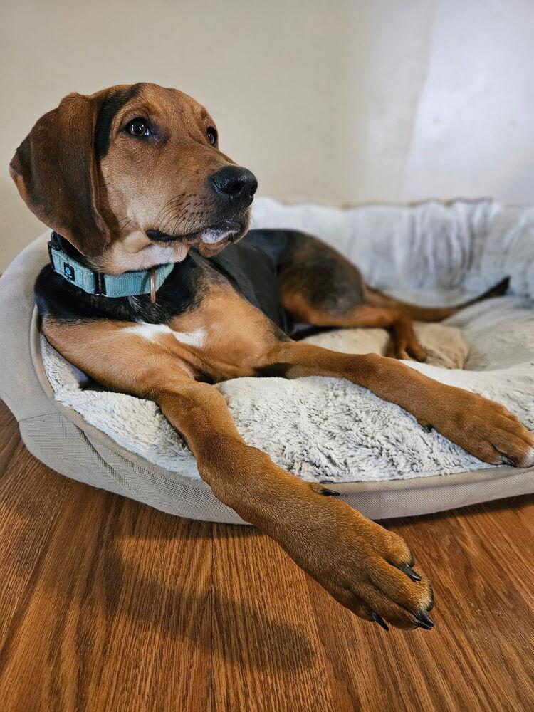 Ralphie, Adoptable, Puppy Female Black and Tan Coonhound.