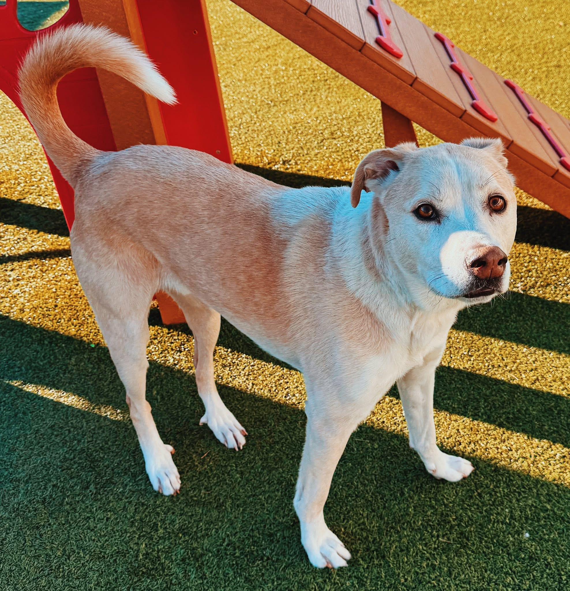 Ace, a ADOPTABLE mixed breed in Hays, KS image 1/6