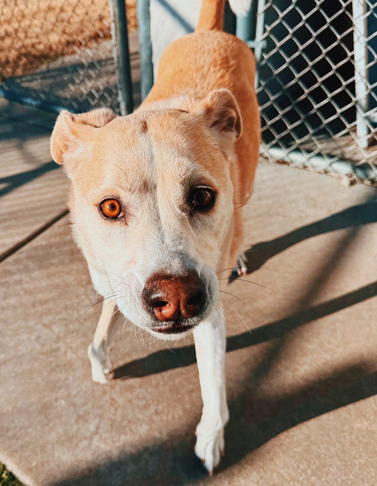 Ace, a ADOPTABLE mixed breed in Hays, KS image 2/6