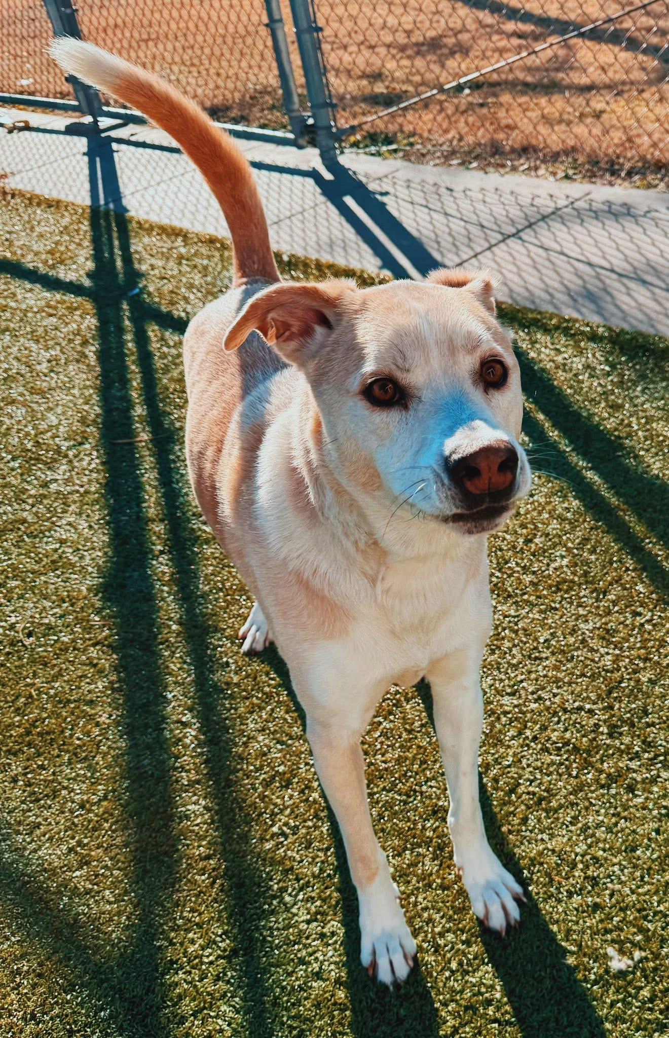 Ace, a ADOPTABLE mixed breed in Hays, KS image 3/6
