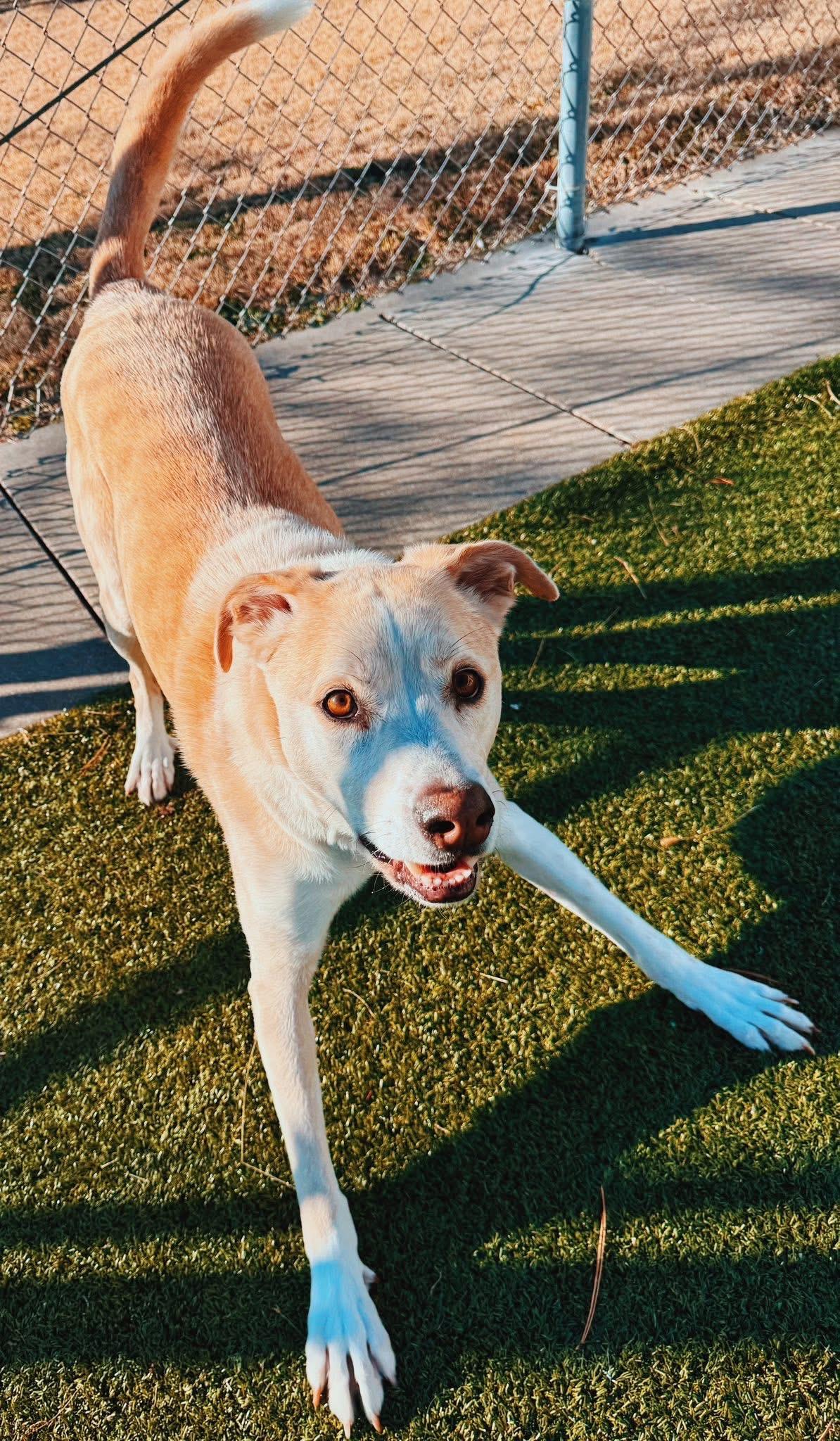 Ace, a ADOPTABLE mixed breed in Hays, KS image 4/6