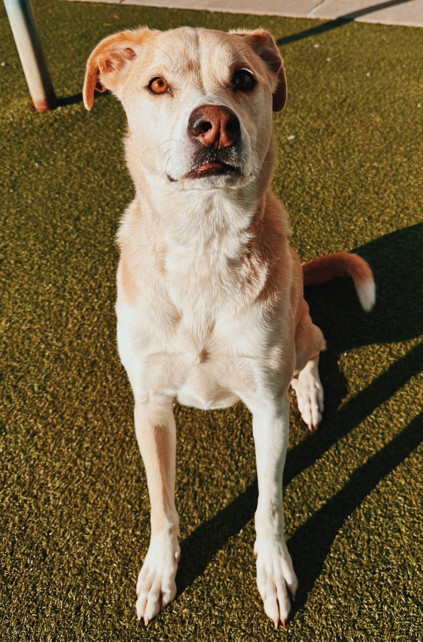 Ace, a ADOPTABLE mixed breed in Hays, KS image 5/6