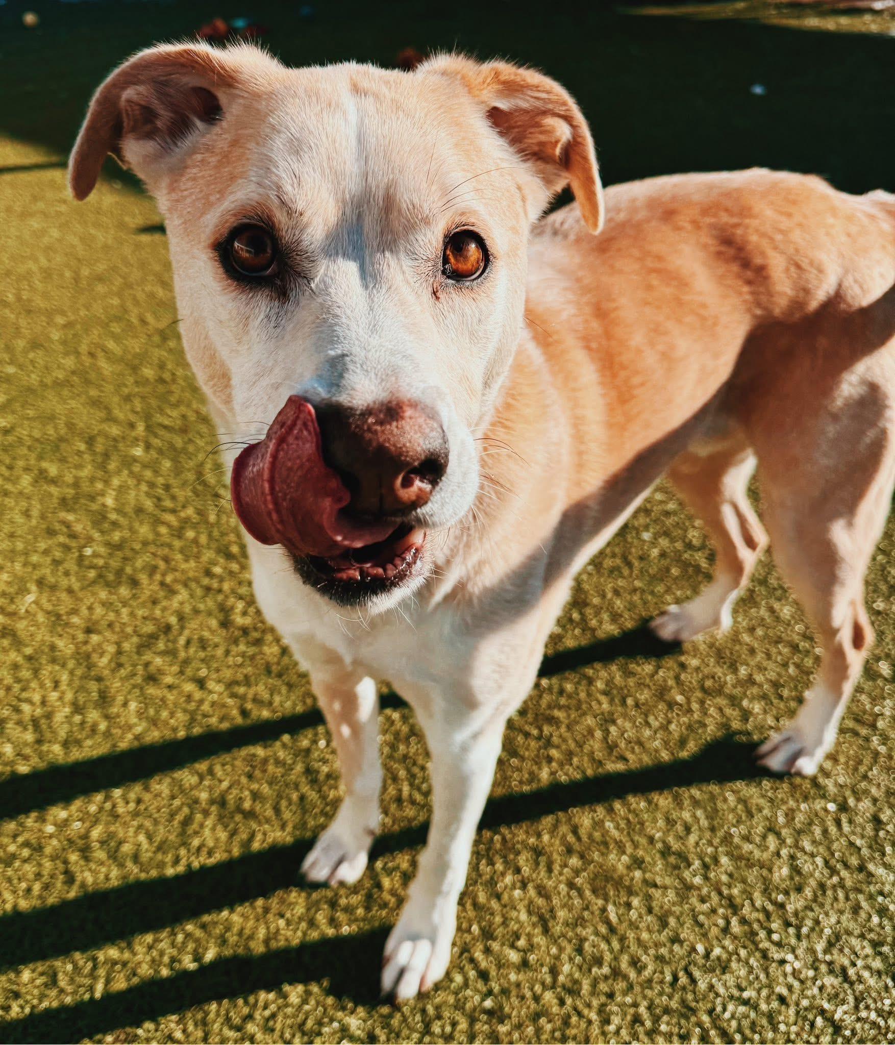 Ace, a ADOPTABLE mixed breed in Hays, KS image 6/6