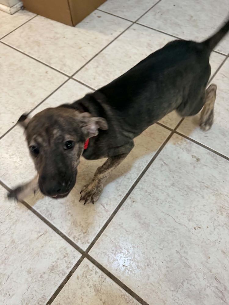 Hope, a Adoptable mixed breed in Deltona, FL image 2/3