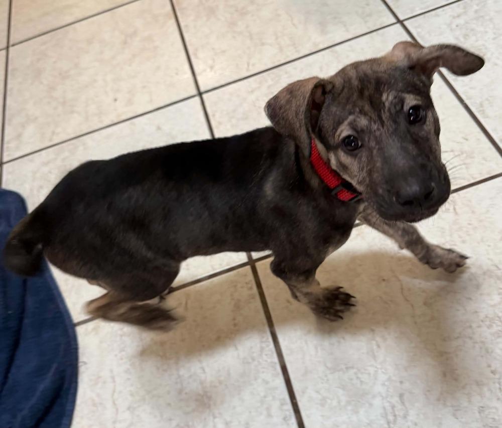 Hope, a Adoptable mixed breed in Deltona, FL image 3/3