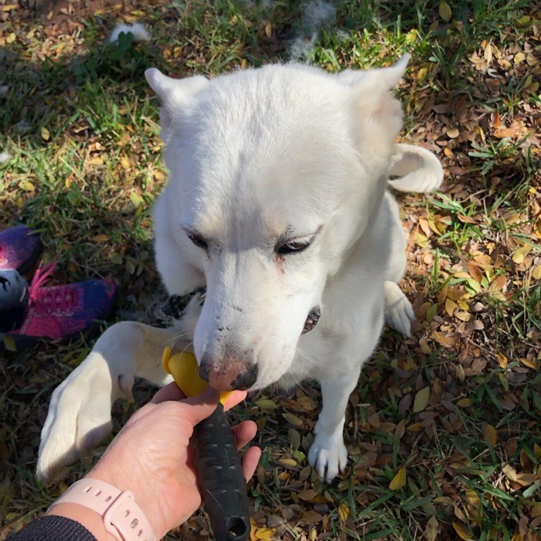 Enlarge Verbena, a Adoptable Labrador Retriever in Sumter, SC image 2/5