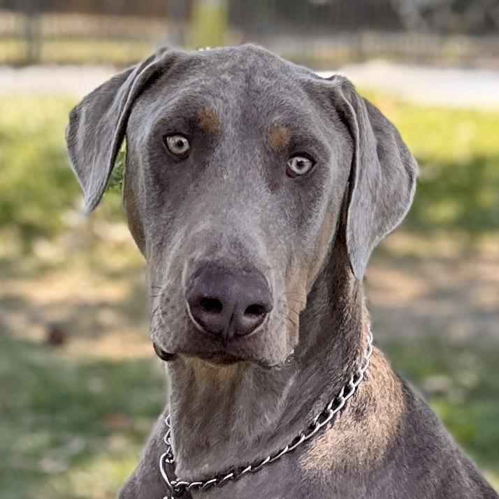 Casper - ECAS, Adoptable, Adult Male Doberman Pinscher & Mixed Breed.