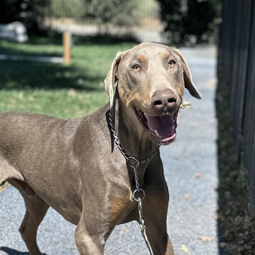Enlarge Casper - ECAS, a Adoptable mixed breed in Pleasanton, CA image 2/6