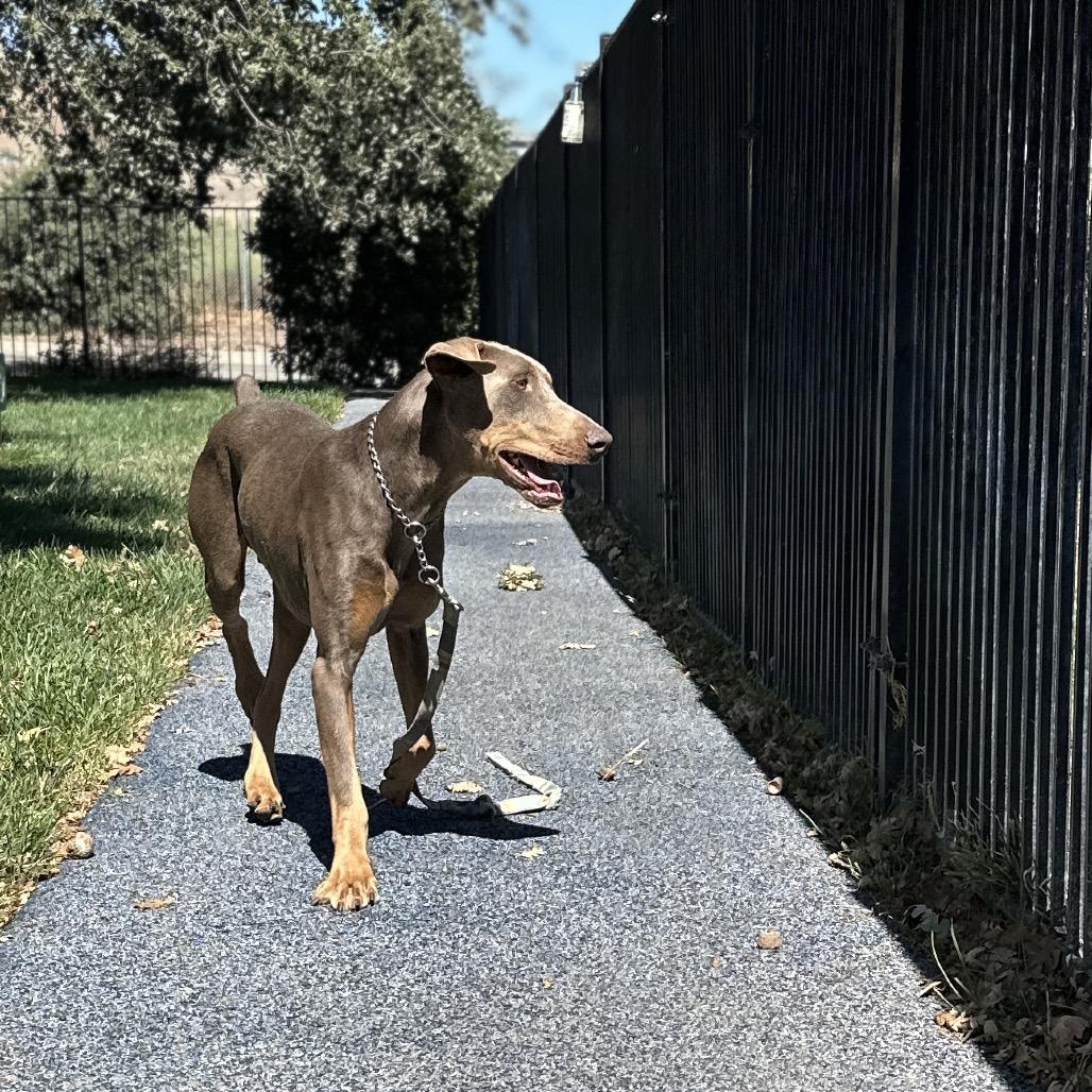 Enlarge Casper - ECAS, a Adoptable mixed breed in Pleasanton, CA image 5/6