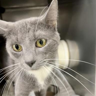 Rocky, a ADOPTABLE American Shorthair in Danbury, CT image 1/4