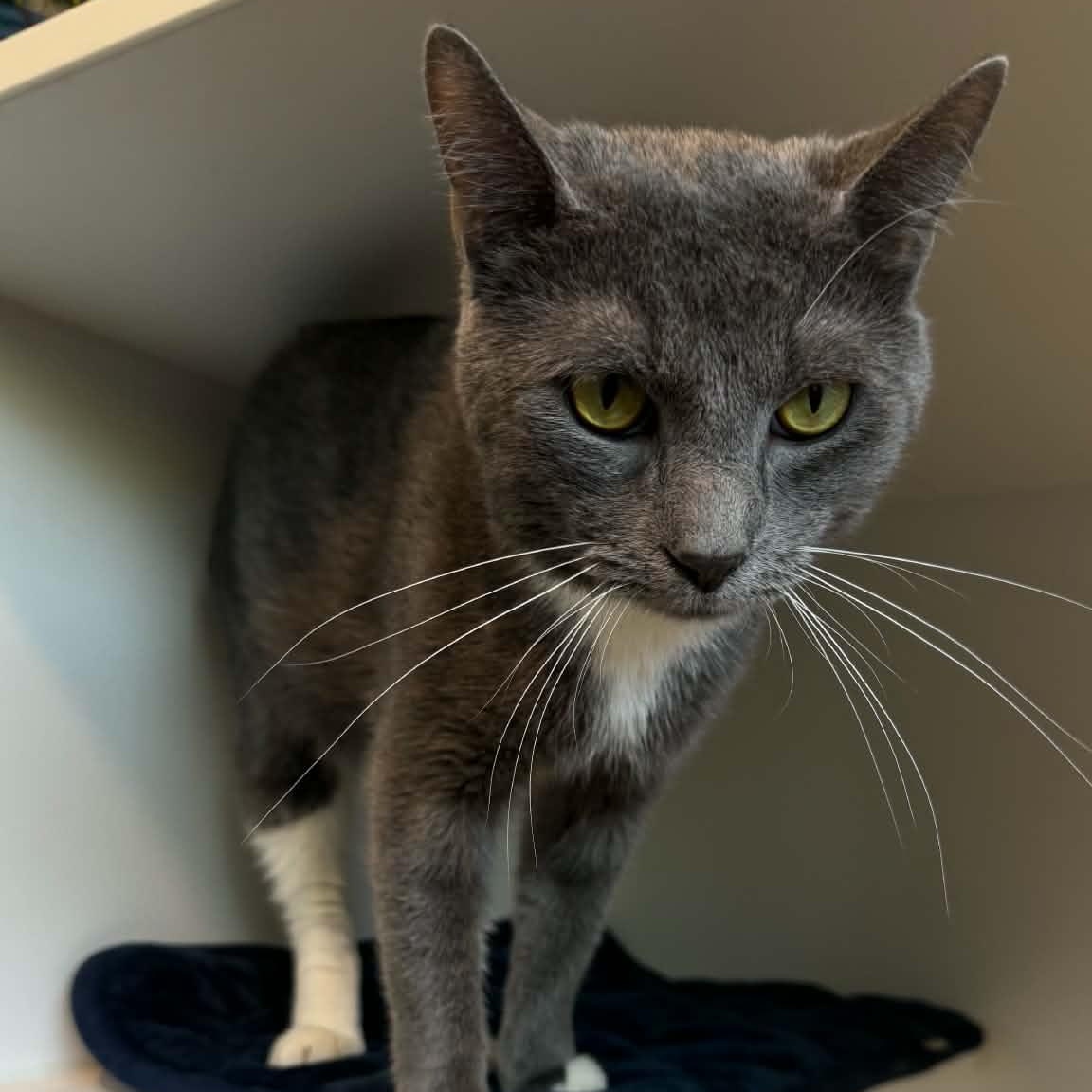 Rocky, a ADOPTABLE American Shorthair in Danbury, CT image 4/4