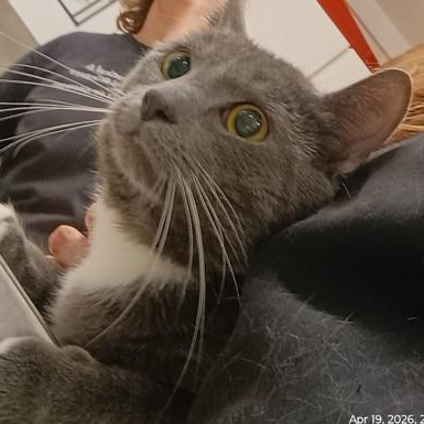 Rocky, a ADOPTABLE American Shorthair in Danbury, CT image 2/4