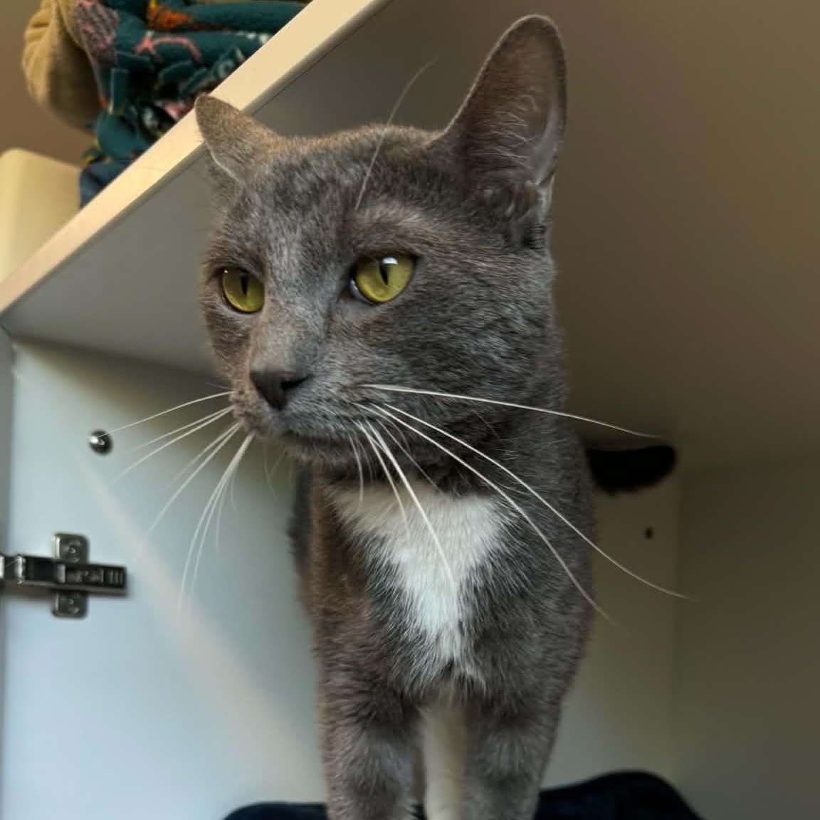 Rocky, a ADOPTABLE American Shorthair in Danbury, CT image 3/4