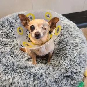 Enlarge Ellie, a Adoptable Chihuahua in Mountain View, CA image 1/1
