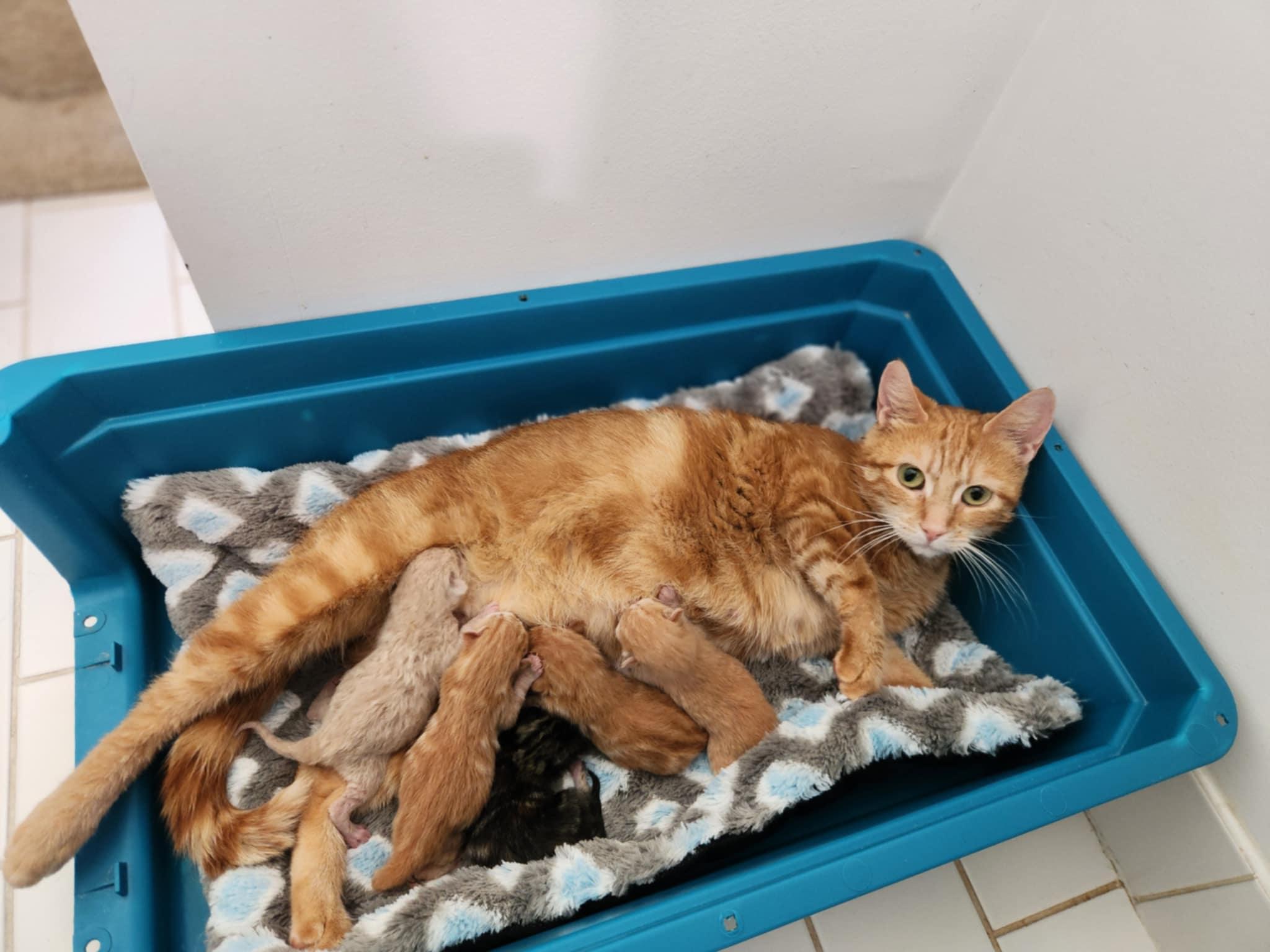 Carys, a Adoptable mixed breed in Keswick, ON image 5/5