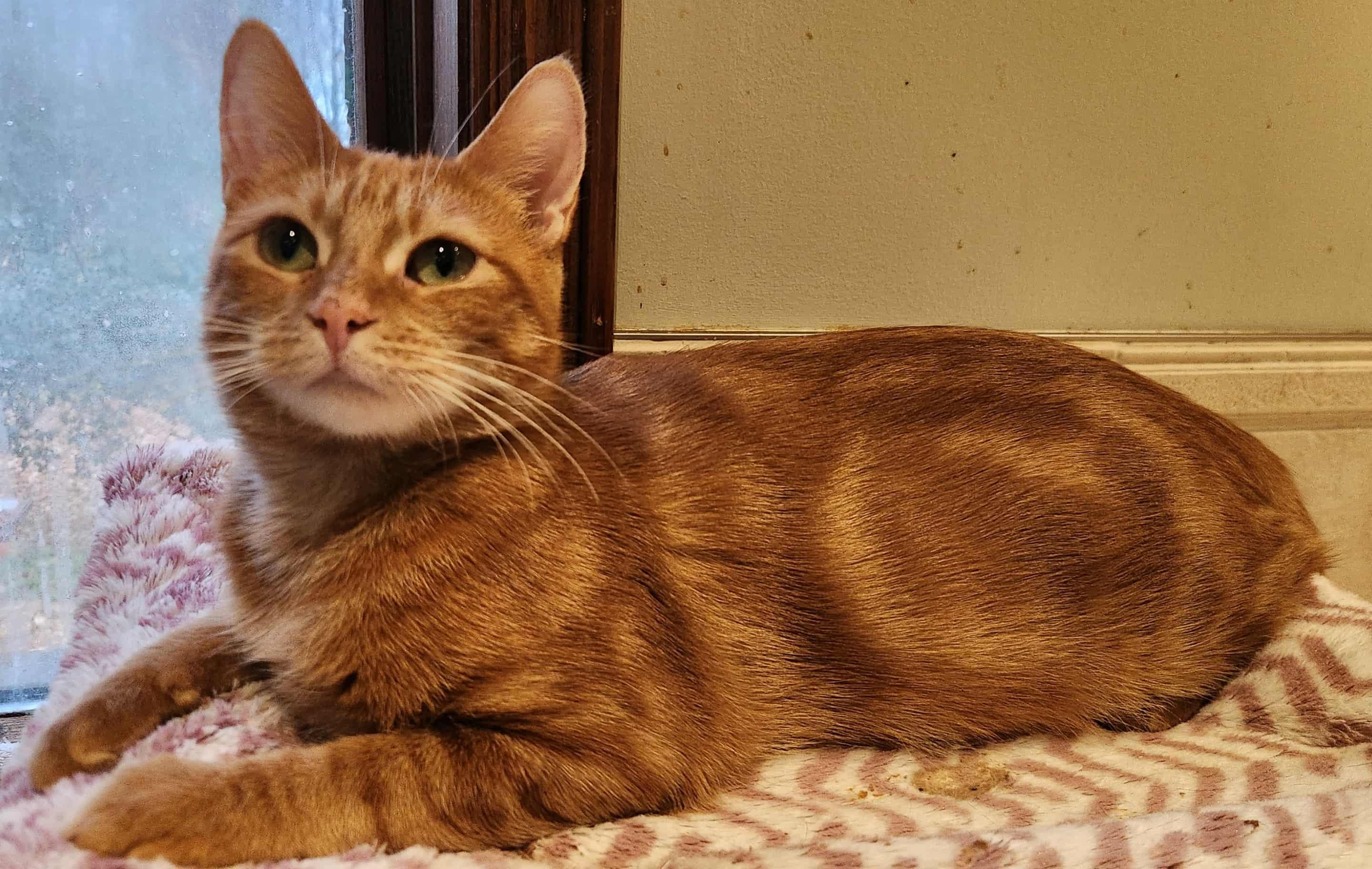 Carys, a Adoptable mixed breed in Keswick, ON image 2/5