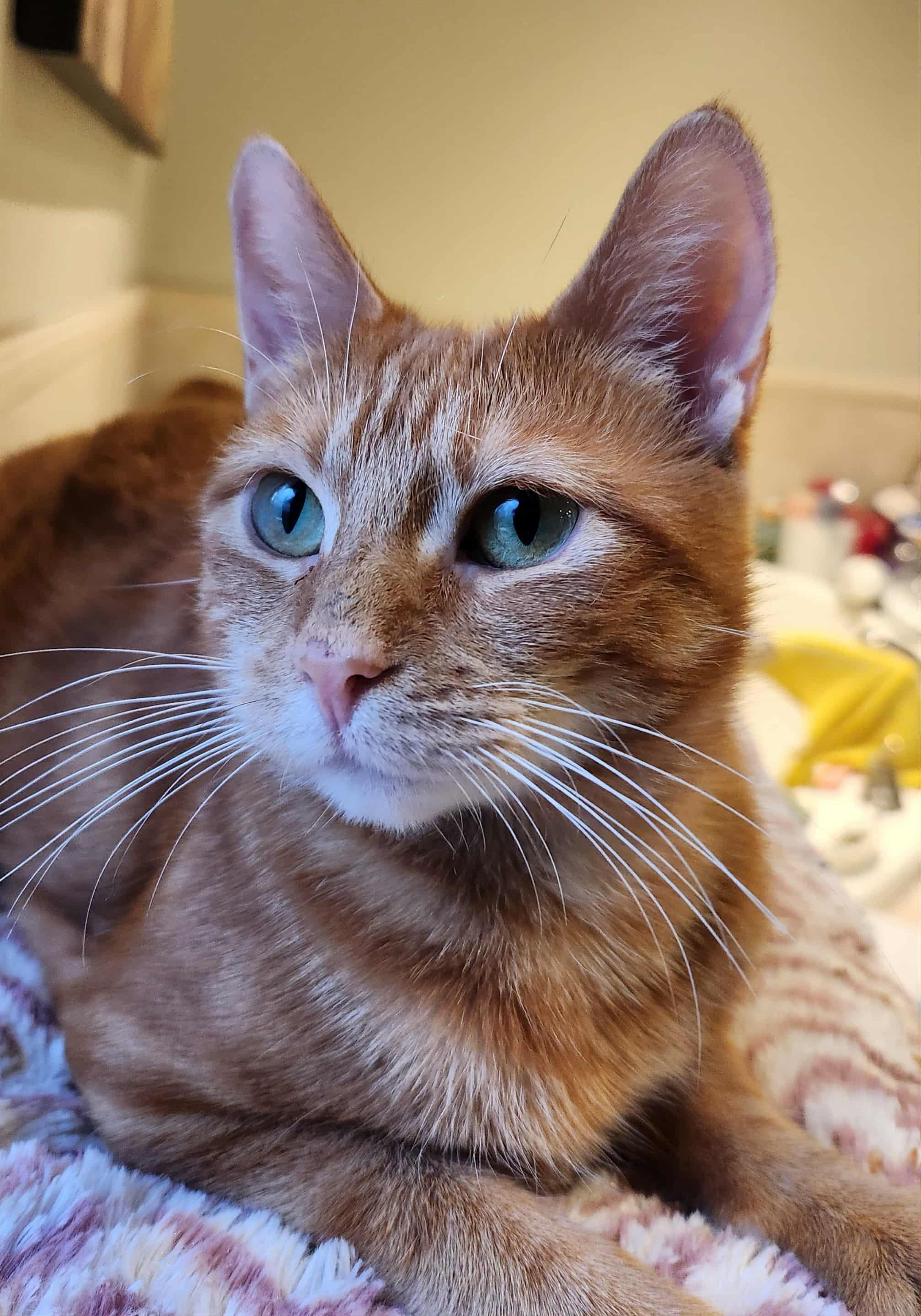 Carys, Adoptable, Adult Female Domestic Short Hair & Tabby.