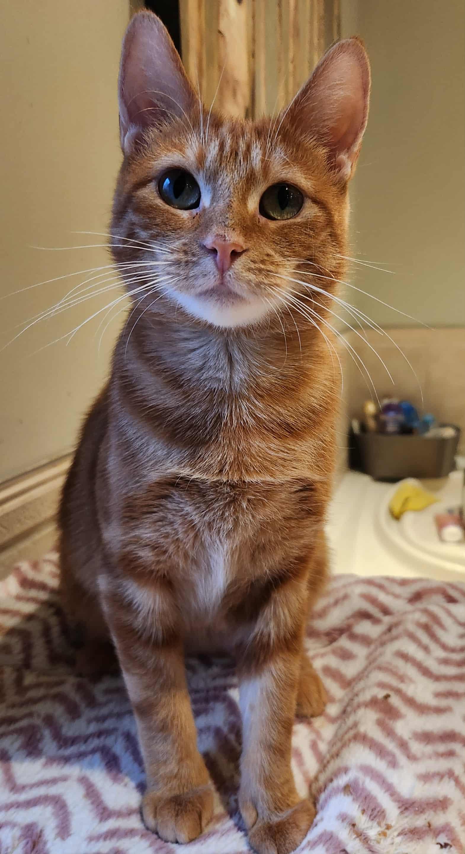 Carys, a Adoptable mixed breed in Keswick, ON image 3/5