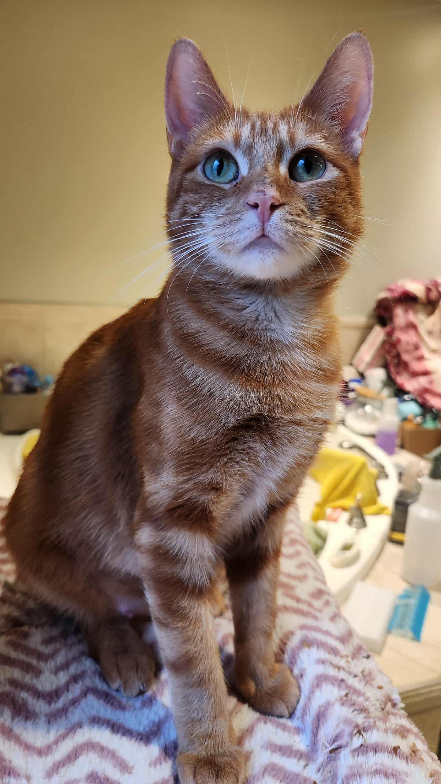 Carys, a Adoptable mixed breed in Keswick, ON image 4/5