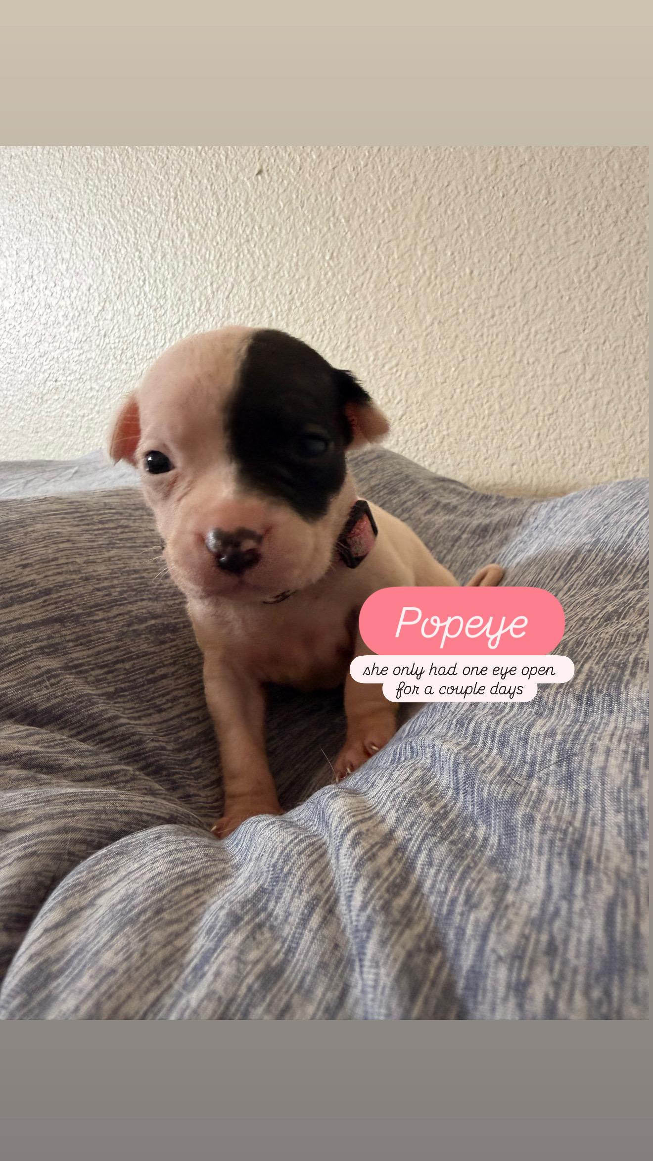 Enlarge Puppy P and Siblings, a ADOPTABLE mixed breed in Dallas, TX image 4/6