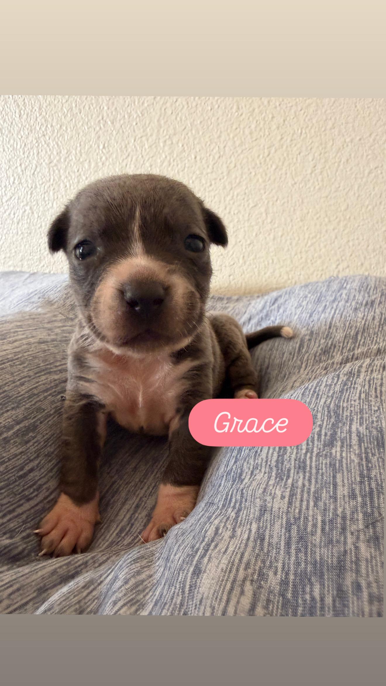 Puppy P and Siblings, ADOPTABLE, Puppy Female American Bully & American Staffordshire Terrier.