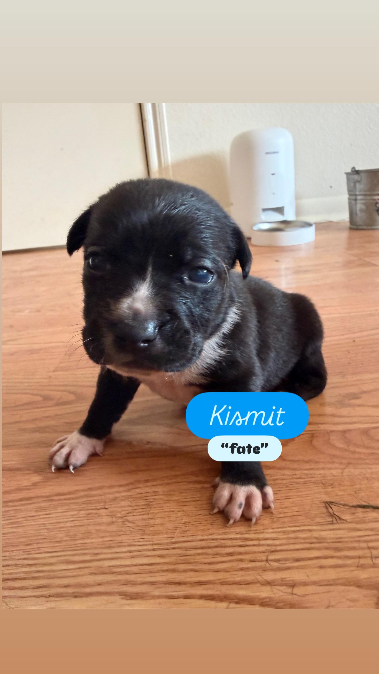 Enlarge Puppy P and Siblings, a ADOPTABLE mixed breed in Dallas, TX image 2/6