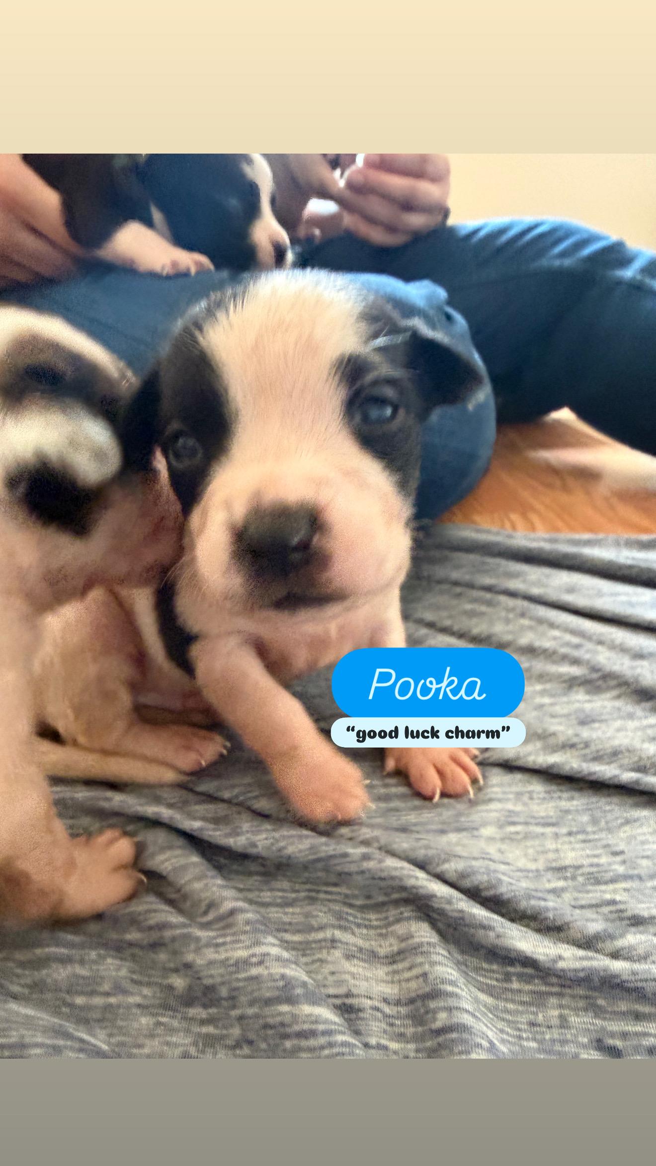 Enlarge Puppy P and Siblings, a ADOPTABLE mixed breed in Dallas, TX image 5/6