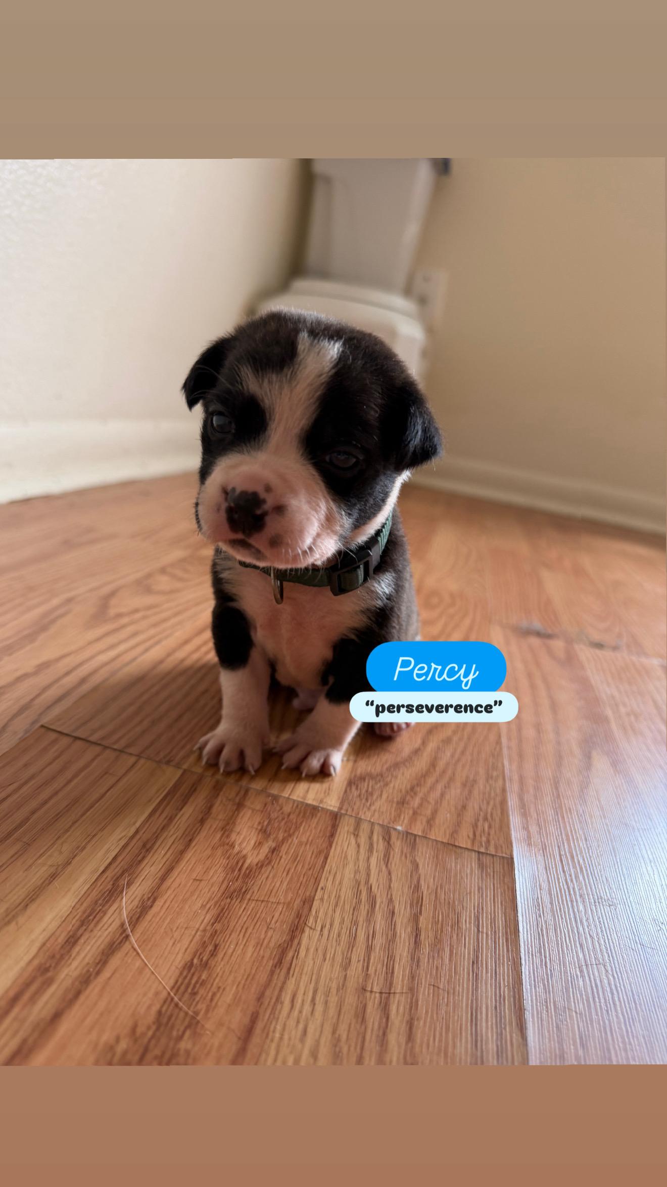 Enlarge Puppy P and Siblings, a ADOPTABLE mixed breed in Dallas, TX image 6/6