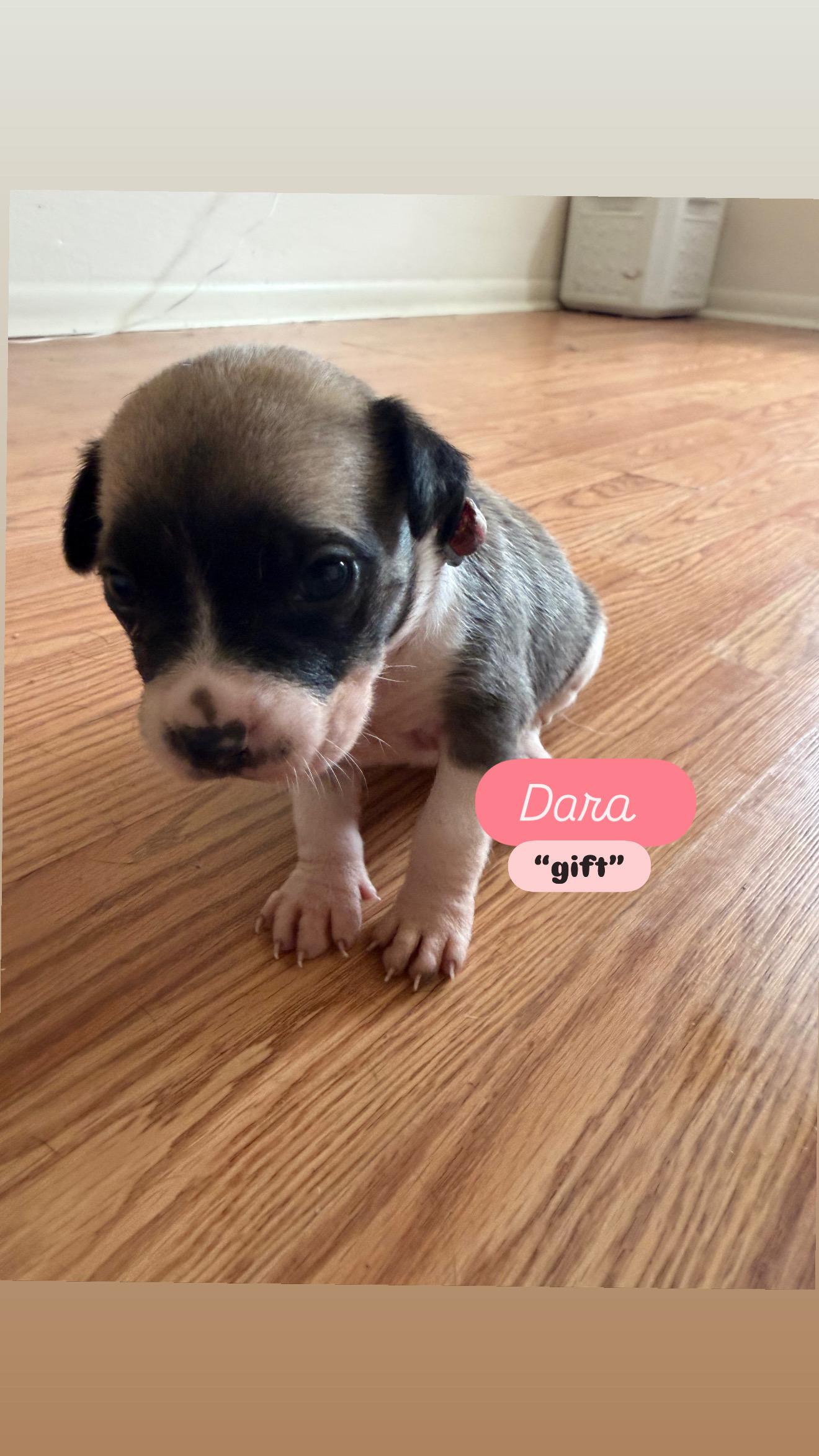 Enlarge Puppy P and Siblings, a ADOPTABLE mixed breed in Dallas, TX image 3/6