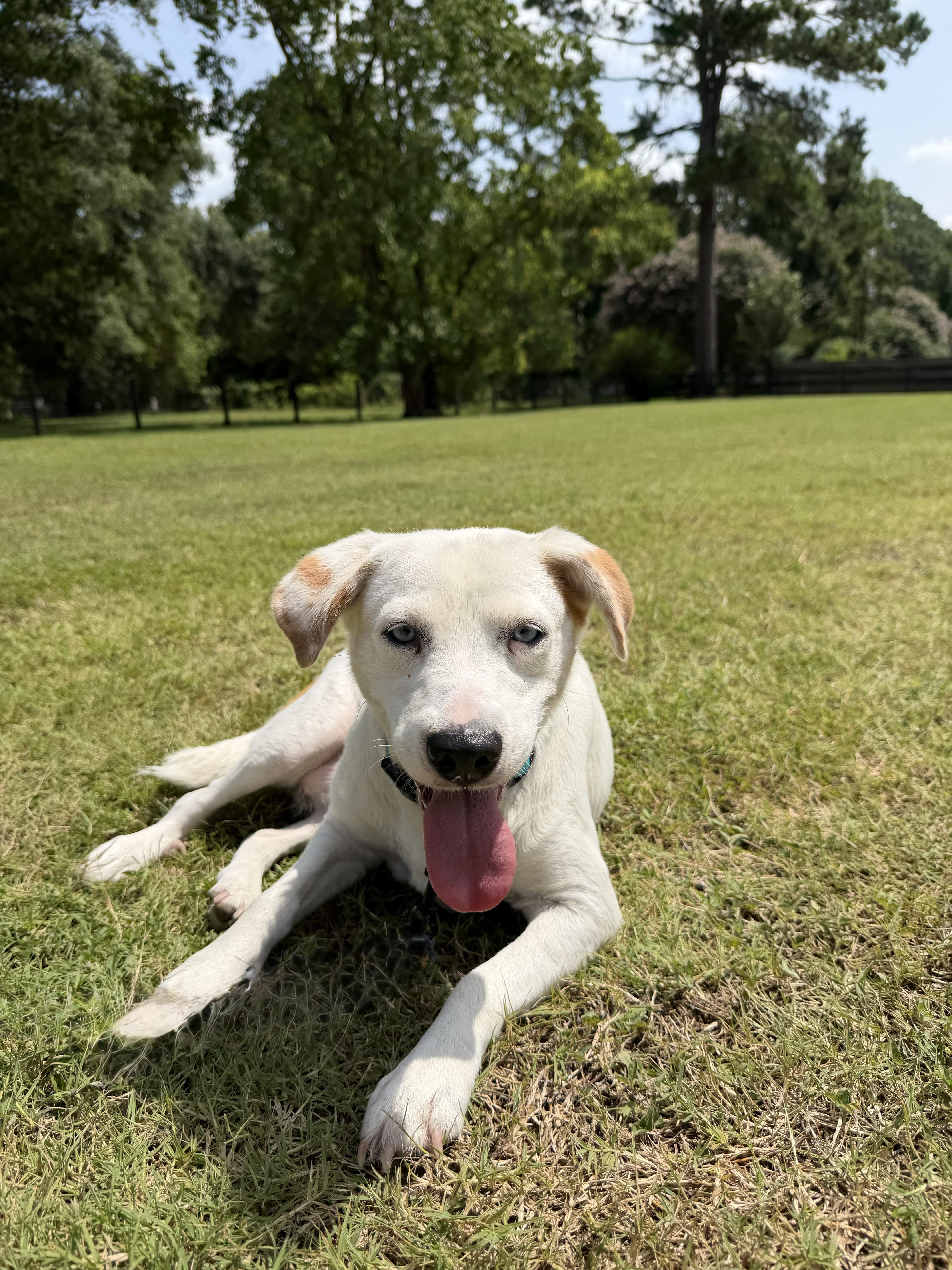 Enlarge Barbie, a Adoptable mixed breed in Harrisburg, PA image 4/4