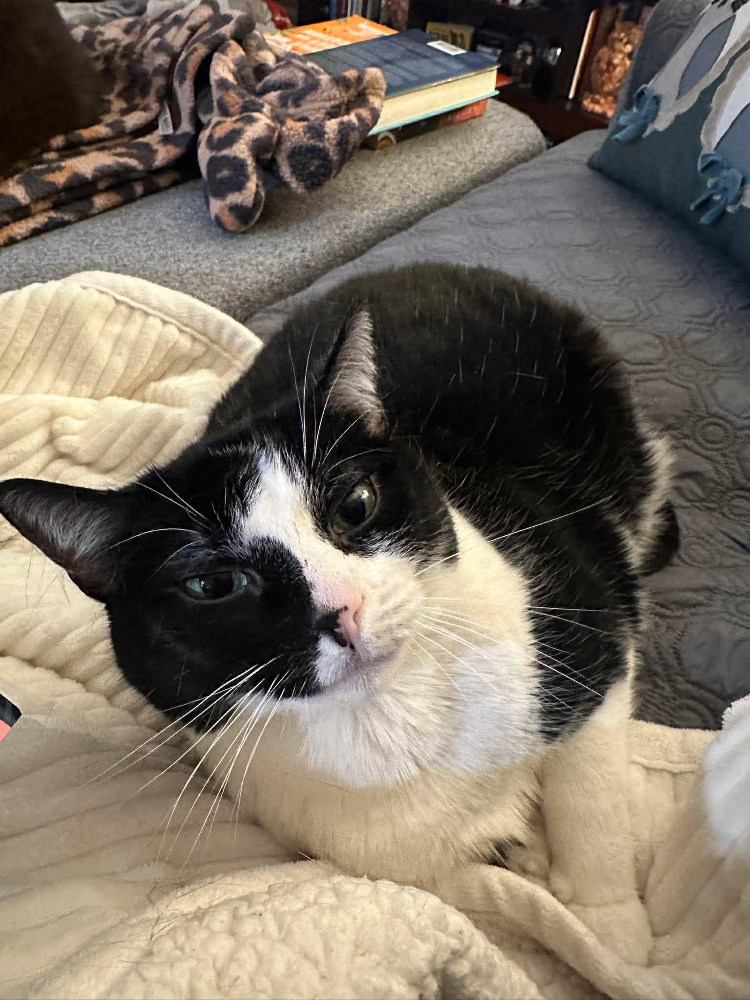 Harley Quinn, Adoptable, Adult Female Domestic Short Hair.