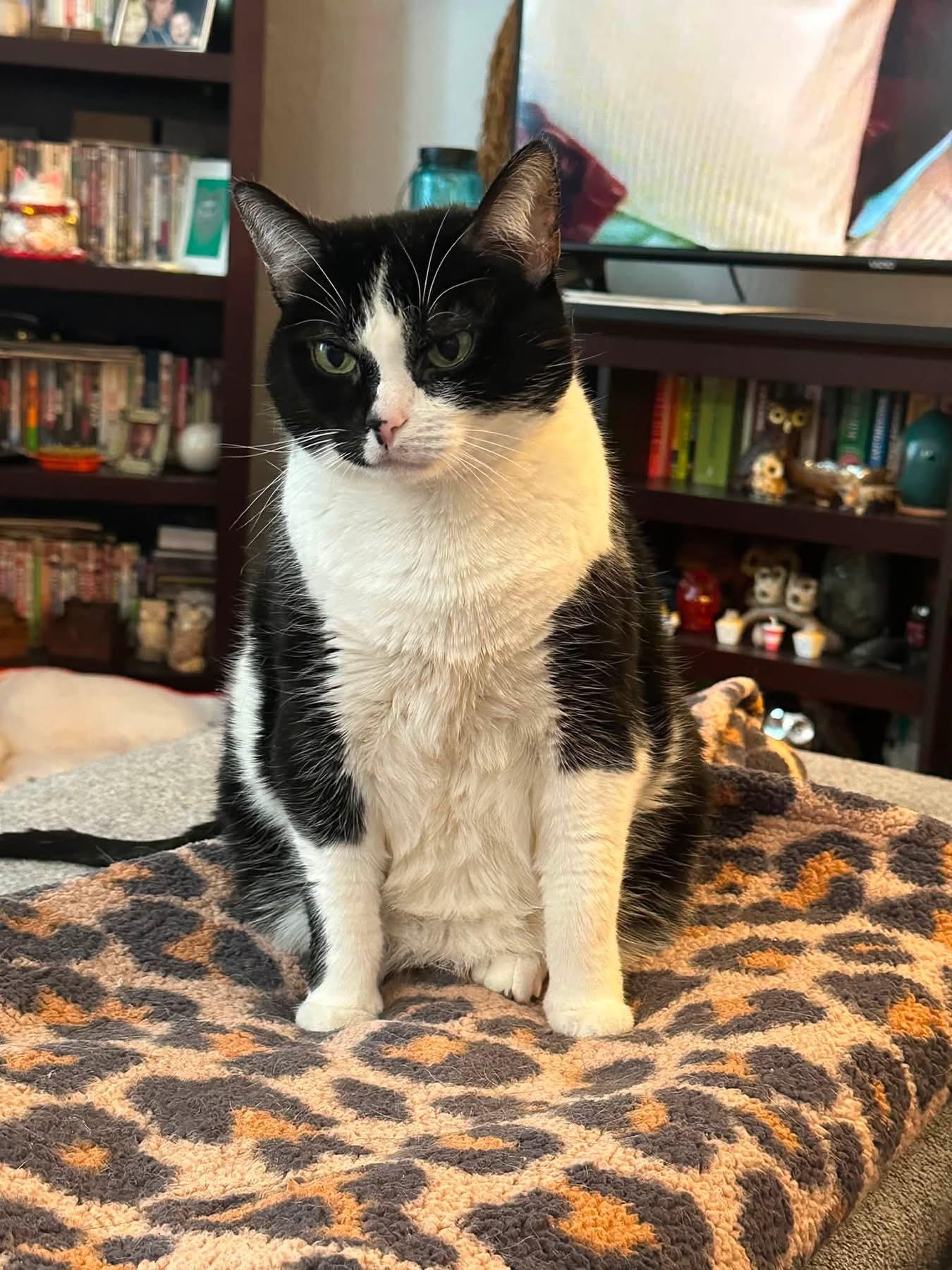 Harley Quinn, a Adoptable Domestic Short Hair in Carnegie, PA image 6/6