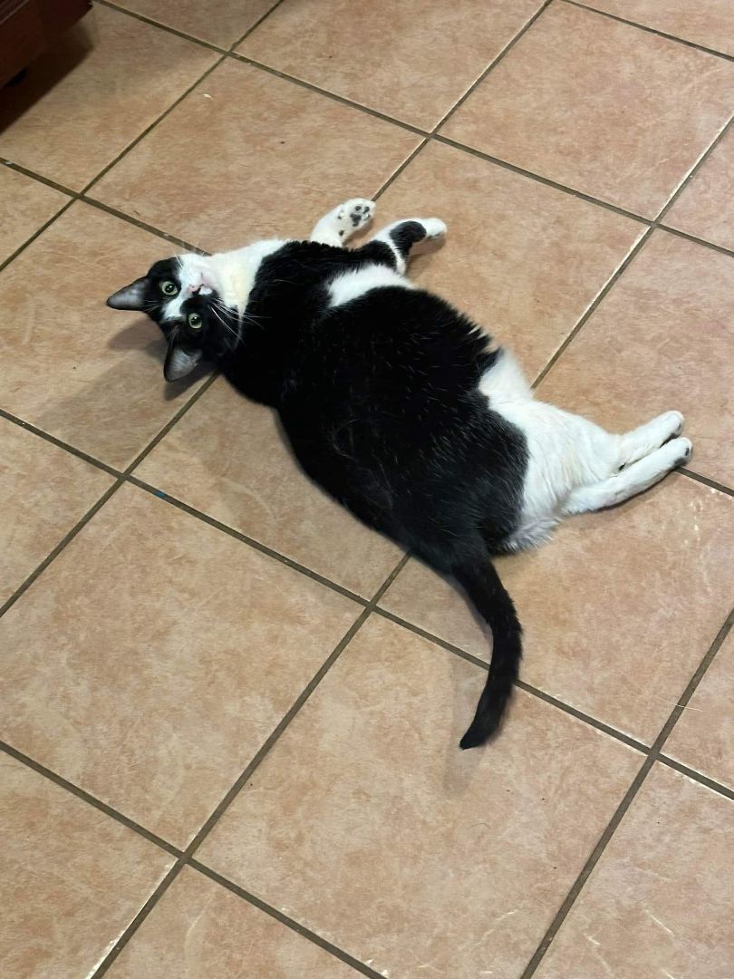 Enlarge Harley Quinn, a Adoptable Domestic Short Hair in Carnegie, PA image 3/6