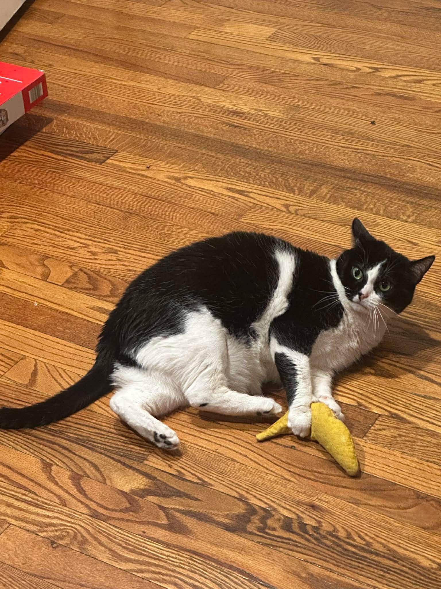 Enlarge Harley Quinn, a Adoptable Domestic Short Hair in Carnegie, PA image 4/5